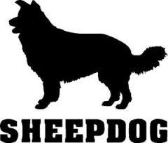 sheepdog